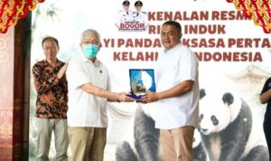 Rudy Susmanto Bangga, Panda Pertama Indonesia Lahir di Kabupaten Bogor